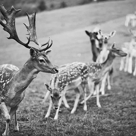 Hotel Weingut Hees - Landgasthof Zum Jaeger Aus Kurpfalz
