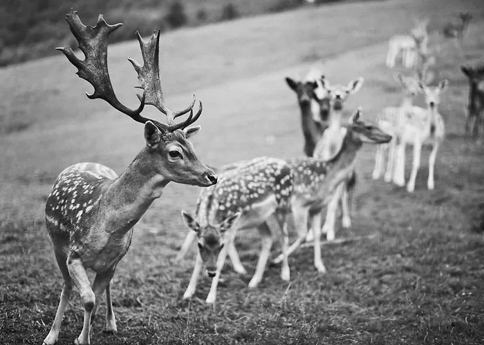 Hotel Weingut Hees - Landgasthof Zum Jaeger Aus Kurpfalz